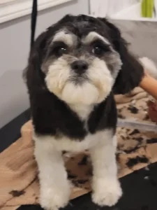 dog groomers for difficult dogs in Hamilton