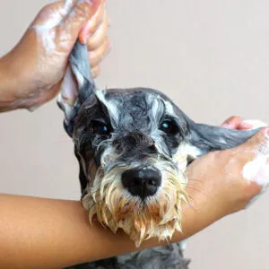 Dog grooming in Hamilton,dog grooming in Hamilton,mpdoggrooming,mp dog grooming,grooming,Dog pampering,pets,Dog grooming in Hamilton,Muttedly Pawsome Dog Grooming