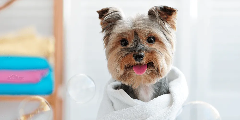 Dog grooming in Hamilton,dog grooming in Hamilton,mpdoggrooming,mp dog grooming,grooming,Dog pampering,pets,Dog grooming in Hamilton,Muttedly Pawsome Dog Grooming