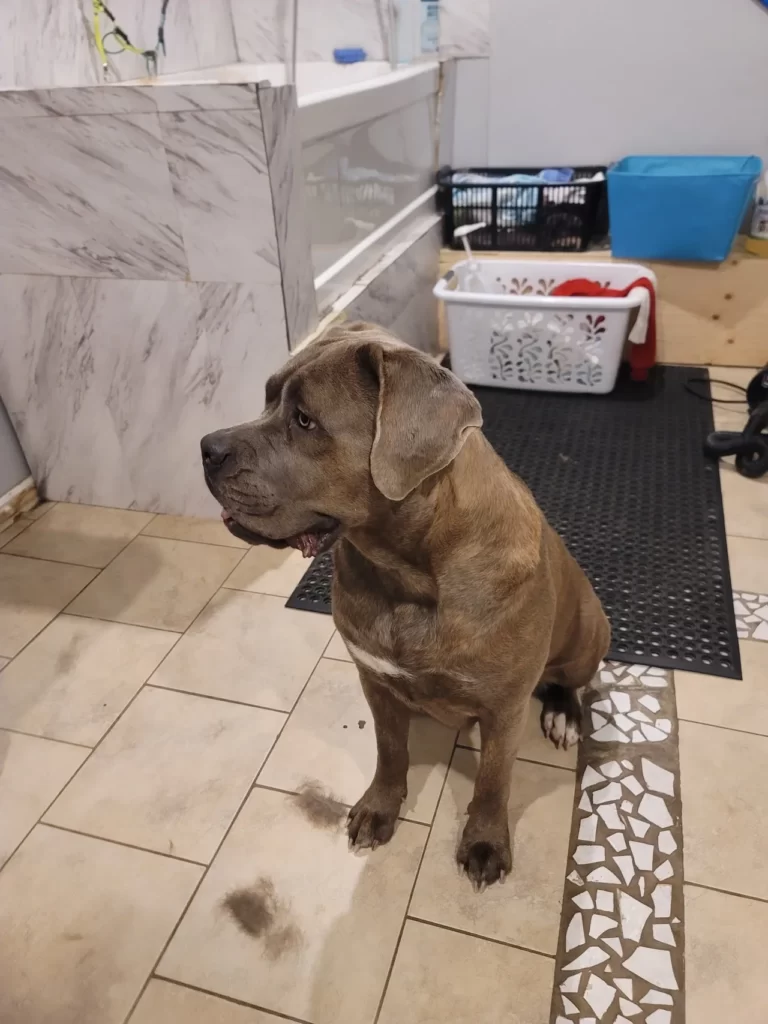 Dog grooming in Hamilton,dog grooming in Hamilton,mpdoggrooming,mp dog grooming,grooming,Dog pampering,pets,Dog grooming in Hamilton,Muttedly Pawsome Dog Grooming