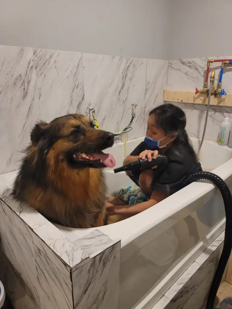 dog grooming tips in Hamilton Ontario