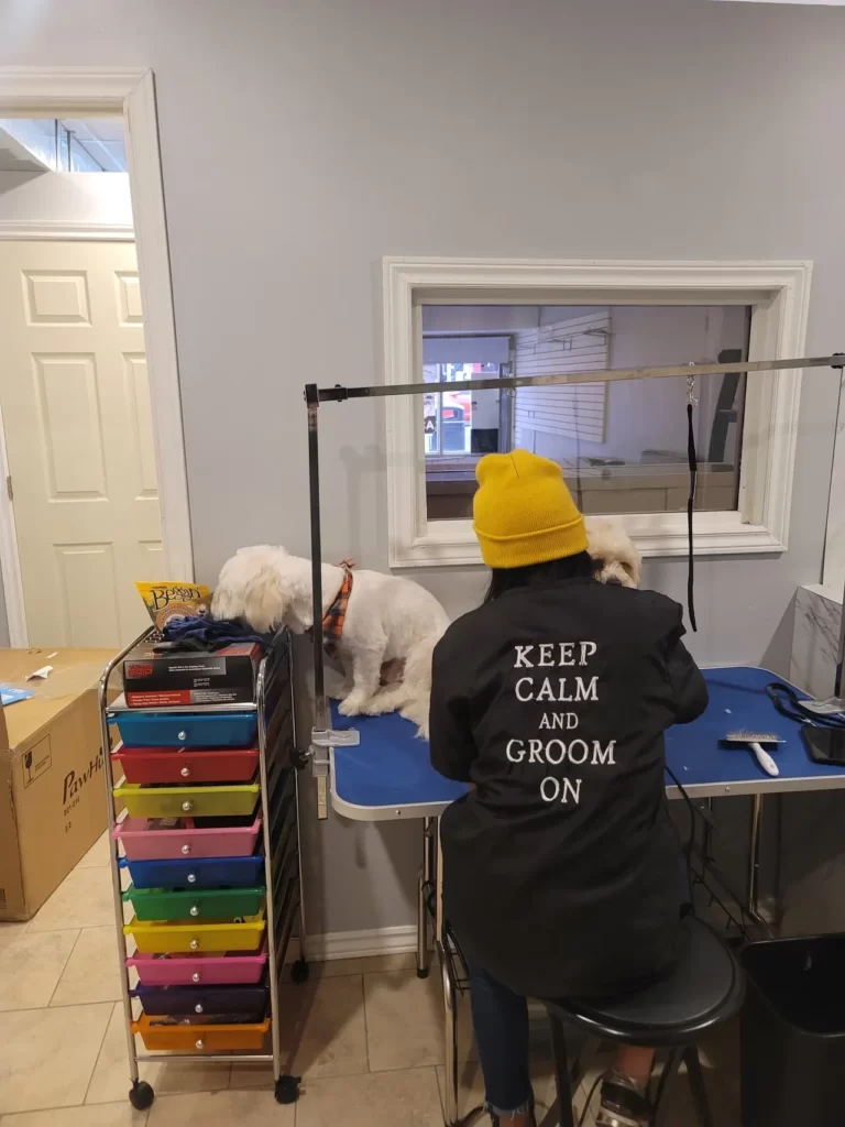 Dog grooming in Hamilton,dog grooming in Hamilton,mpdoggrooming,mp dog grooming,grooming,Dog pampering,pets,Dog grooming in Hamilton,Muttedly Pawsome Dog Grooming