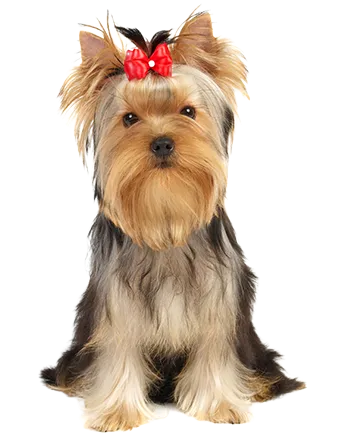Dog grooming in Hamilton,dog grooming in Hamilton,mpdoggrooming,mp dog grooming,grooming,Dog pampering,pets,Dog grooming in Hamilton,Muttedly Pawsome Dog Grooming