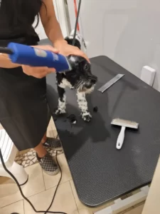 Dog grooming in Hamilton,dog grooming in Hamilton,mpdoggrooming,mp dog grooming,grooming,Dog pampering,pets,Dog grooming in Hamilton,Muttedly Pawsome Dog Grooming