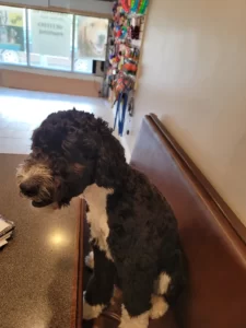 Dog grooming in Hamilton,dog grooming in Hamilton,mpdoggrooming,mp dog grooming,grooming,Dog pampering,pets,Dog grooming in Hamilton,Muttedly Pawsome Dog Grooming
