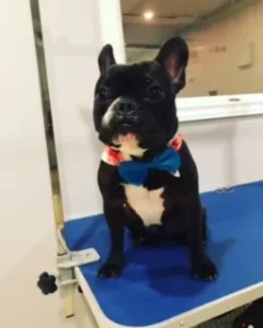 Dog grooming in Hamilton,dog grooming in Hamilton,mpdoggrooming,mp dog grooming,grooming,Dog pampering,pets,Dog grooming in Hamilton,Muttedly Pawsome Dog Grooming
