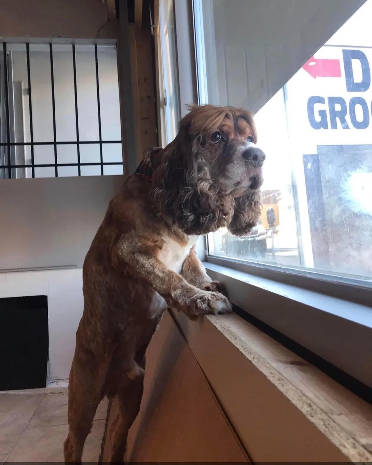 Amazing dogs and owners. Dog grooming in Hamilton Ontario Muttedly