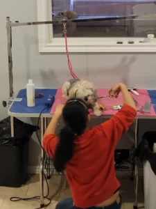 Dog grooming in Hamilton,dog grooming in Hamilton,mpdoggrooming,mp dog grooming,grooming,Dog pampering,pets,Dog grooming in Hamilton,Muttedly Pawsome Dog Grooming