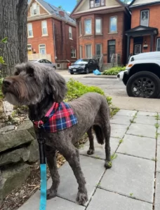 Dog grooming in Hamilton,dog grooming in Hamilton,mpdoggrooming,mp dog grooming,grooming,Dog pampering,pets,Dog grooming in Hamilton,Muttedly Pawsome Dog Grooming