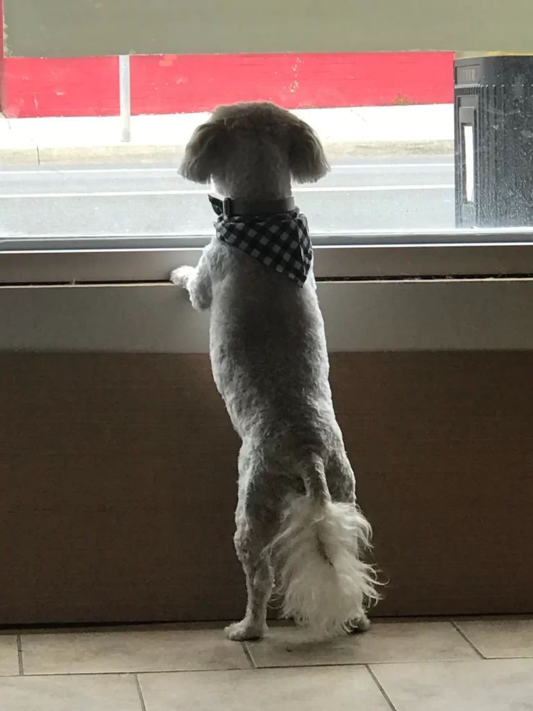 Dog grooming in Hamilton,dog grooming in Hamilton,mpdoggrooming,mp dog grooming,grooming,Dog pampering,pets,Dog grooming in Hamilton,Muttedly Pawsome Dog Grooming