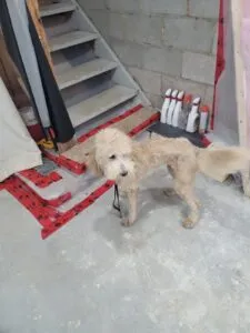 Dog grooming in Hamilton,dog grooming in Hamilton,mpdoggrooming,mp dog grooming,grooming,Dog pampering,pets,Dog grooming in Hamilton,Muttedly Pawsome Dog Grooming