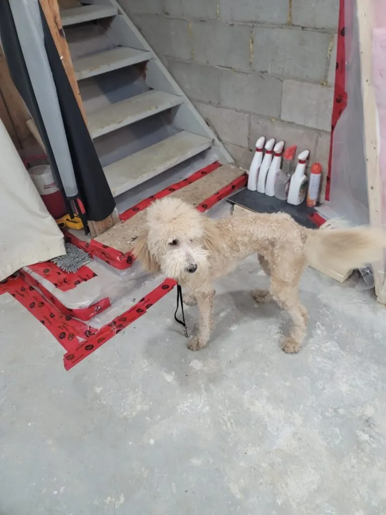 Dog grooming in Hamilton,dog grooming in Hamilton,mpdoggrooming,mp dog grooming,grooming,Dog pampering,pets,Dog grooming in Hamilton,Muttedly Pawsome Dog Grooming