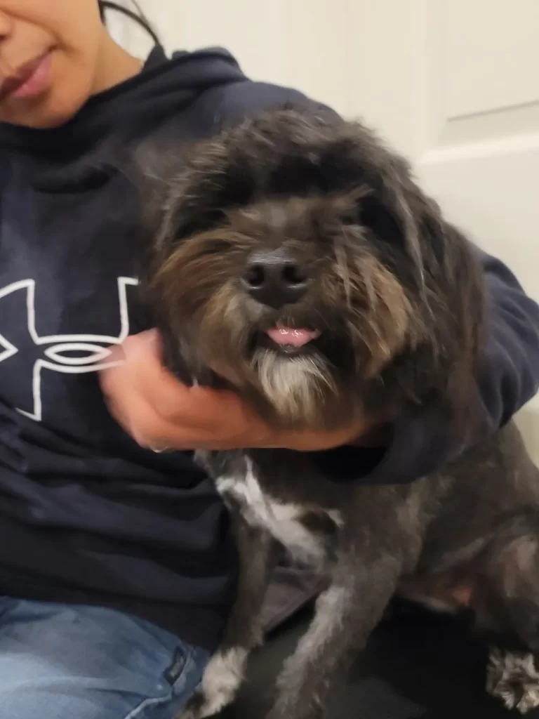 Dog grooming in Hamilton,dog grooming in Hamilton,mpdoggrooming,mp dog grooming,grooming,Dog pampering,pets,Dog grooming in Hamilton,Muttedly Pawsome Dog Grooming