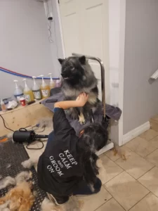 Dog grooming in Hamilton,dog grooming in Hamilton,mpdoggrooming,mp dog grooming,grooming,Dog pampering,pets,Dog grooming in Hamilton,Muttedly Pawsome Dog Grooming