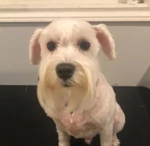 Dog grooming in Hamilton,dog grooming in Hamilton,mpdoggrooming,mp dog grooming,grooming,Dog pampering,pets,Dog grooming in Hamilton,Muttedly Pawsome Dog Grooming