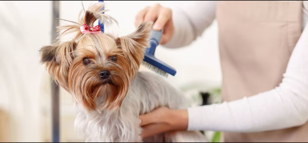 Professional dog grooming in Hamilton for small & large dog