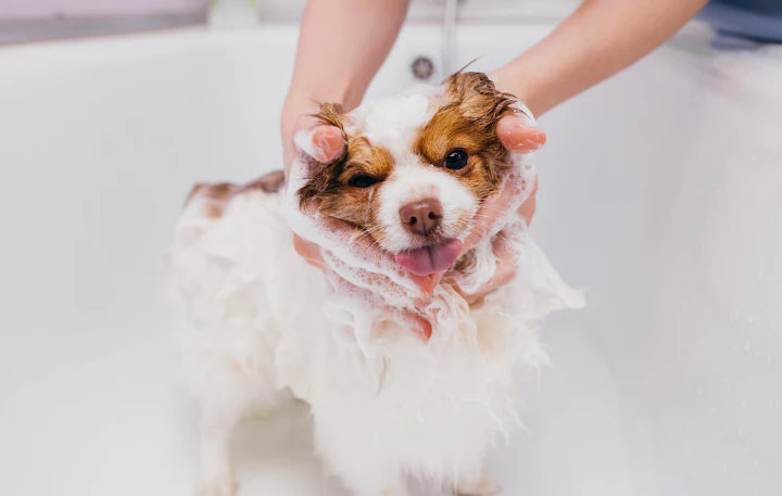 Golden Retriever receiving summer dog grooming bath in Hamilton salon