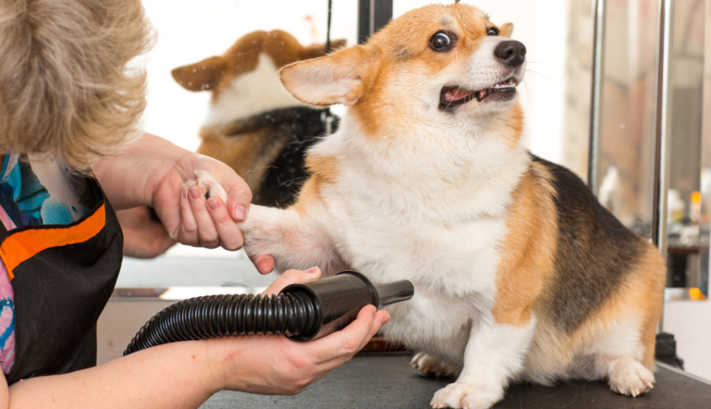 Aggressive dog grooming in Hamilton for difficult and reactive dogs