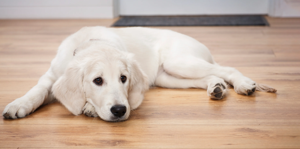 Professional dog grooming for anxious dogs in Hamilton ON, gentle fear-free grooming at Muttedly Pawsome.