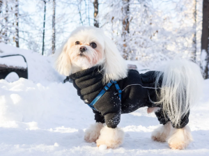 Winter dog grooming in Hamilton Ontario